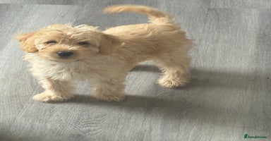 Labradoodle dogs in Morecambe - Advert 10