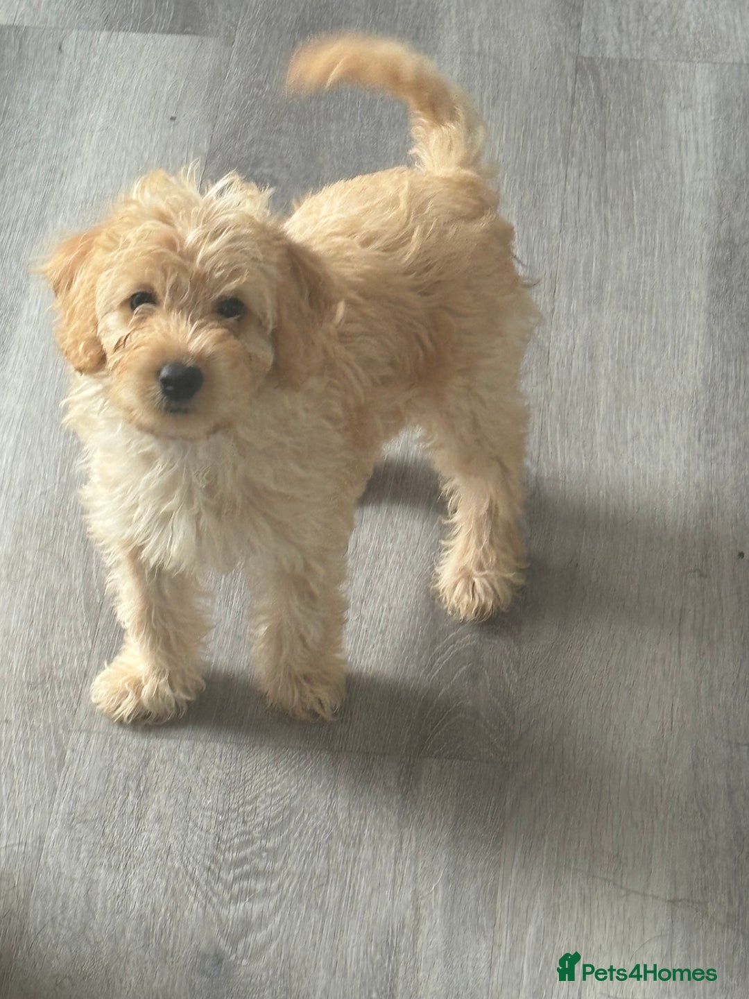 Labradoodle dogs for sale: READY NOW Miniature Labradoodles in Morecambe - Image 3