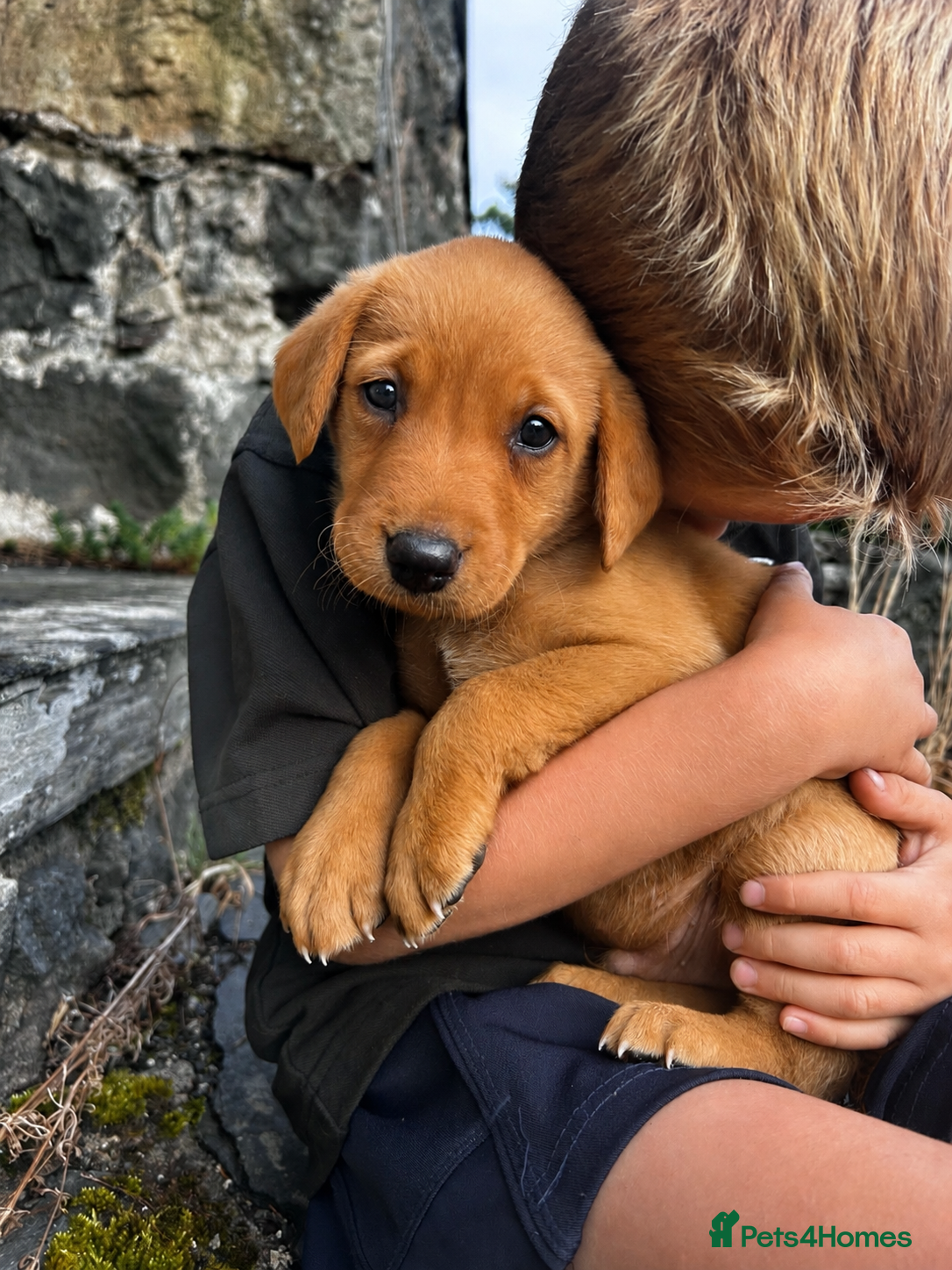Labrador Retriever dogs 6 male Fox Red Labrador Puppies  - Advert 2