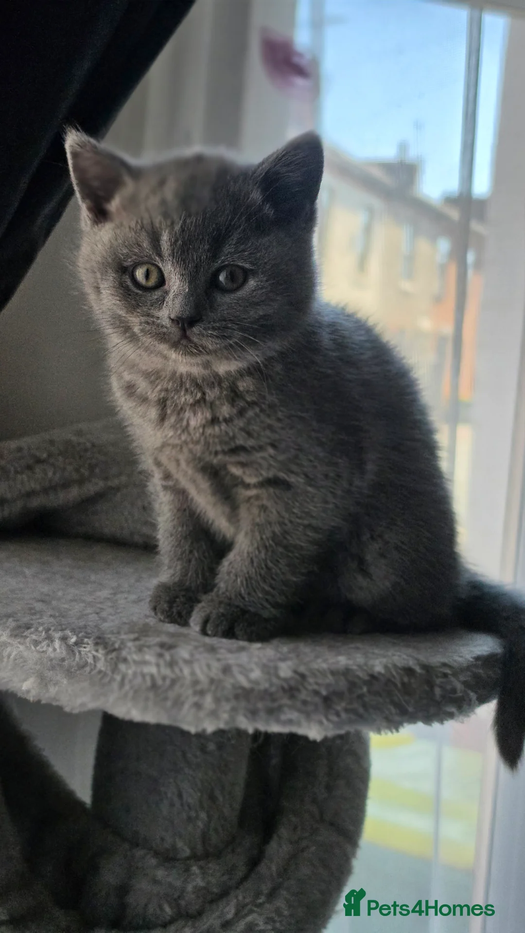 British Shorthair cats for sale: StunningGCCF Registered British Shorthair Kittens  - Advert 2
