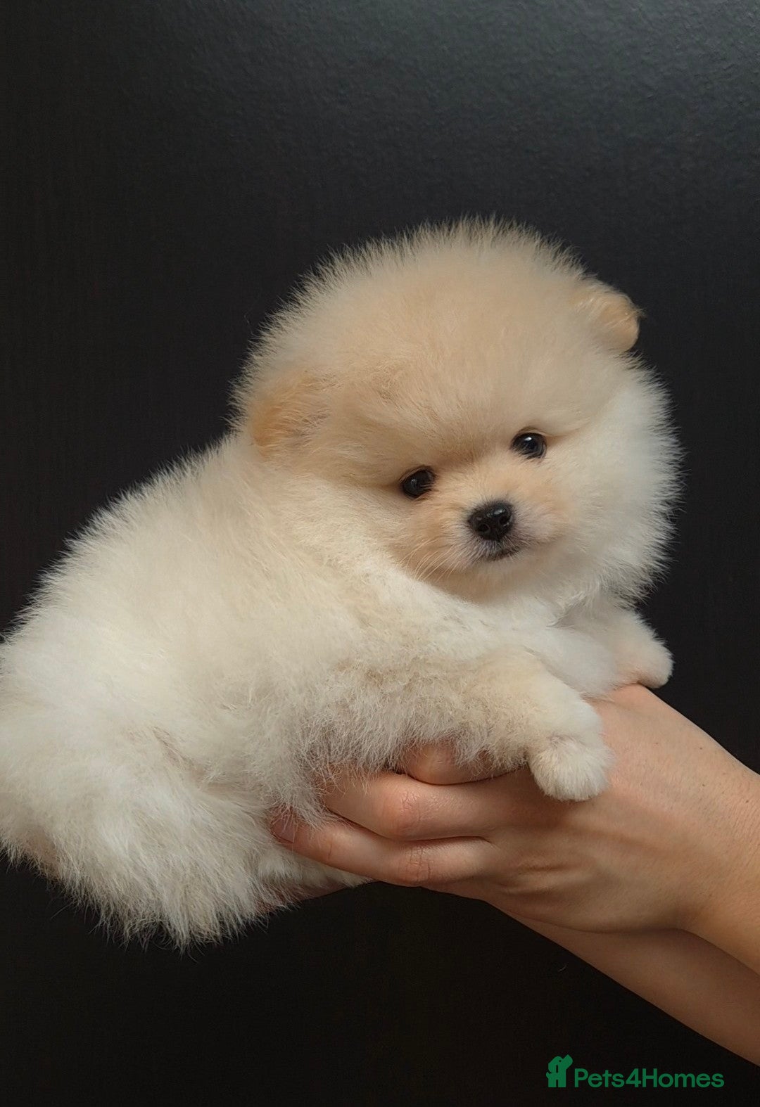 Pomeranian dogs Quality Teddy type KC Pomeranian Puppies - Advert 2