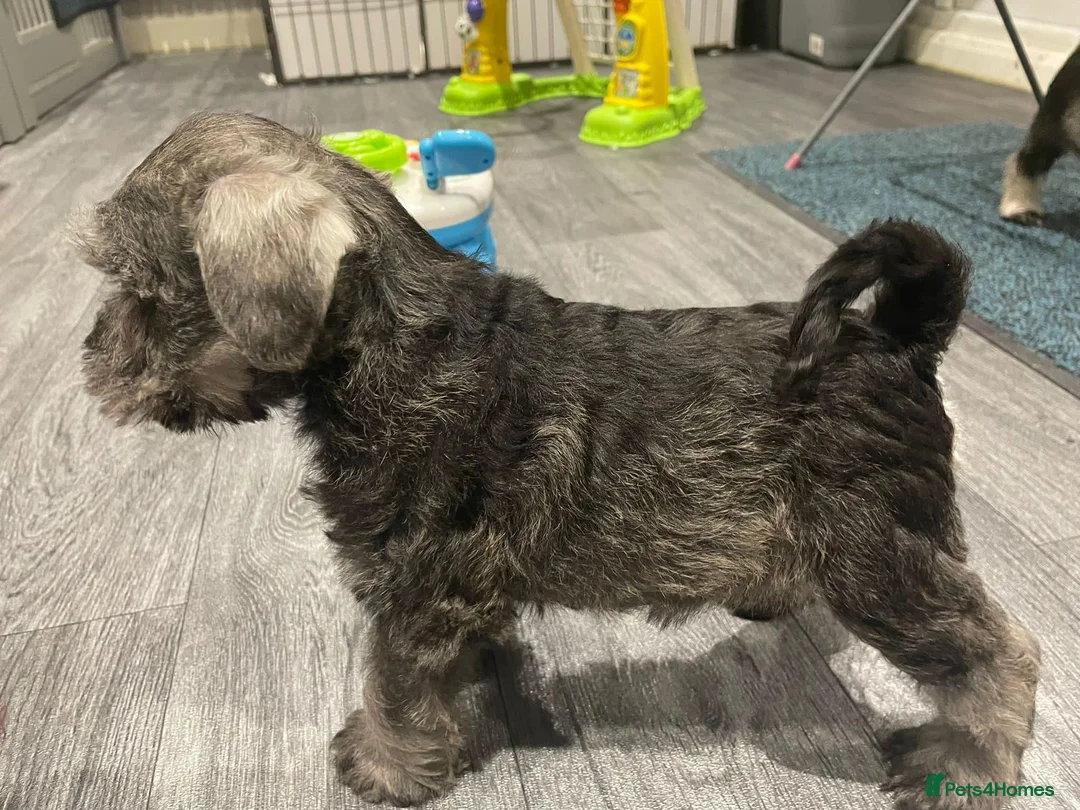Miniature Schnauzer dogs for stud: STUNNING HEALTH TETSED MINI SCHNAUZER FOR STUD in Wigan - Advert 9