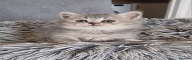 Scottish straight Kitten 3