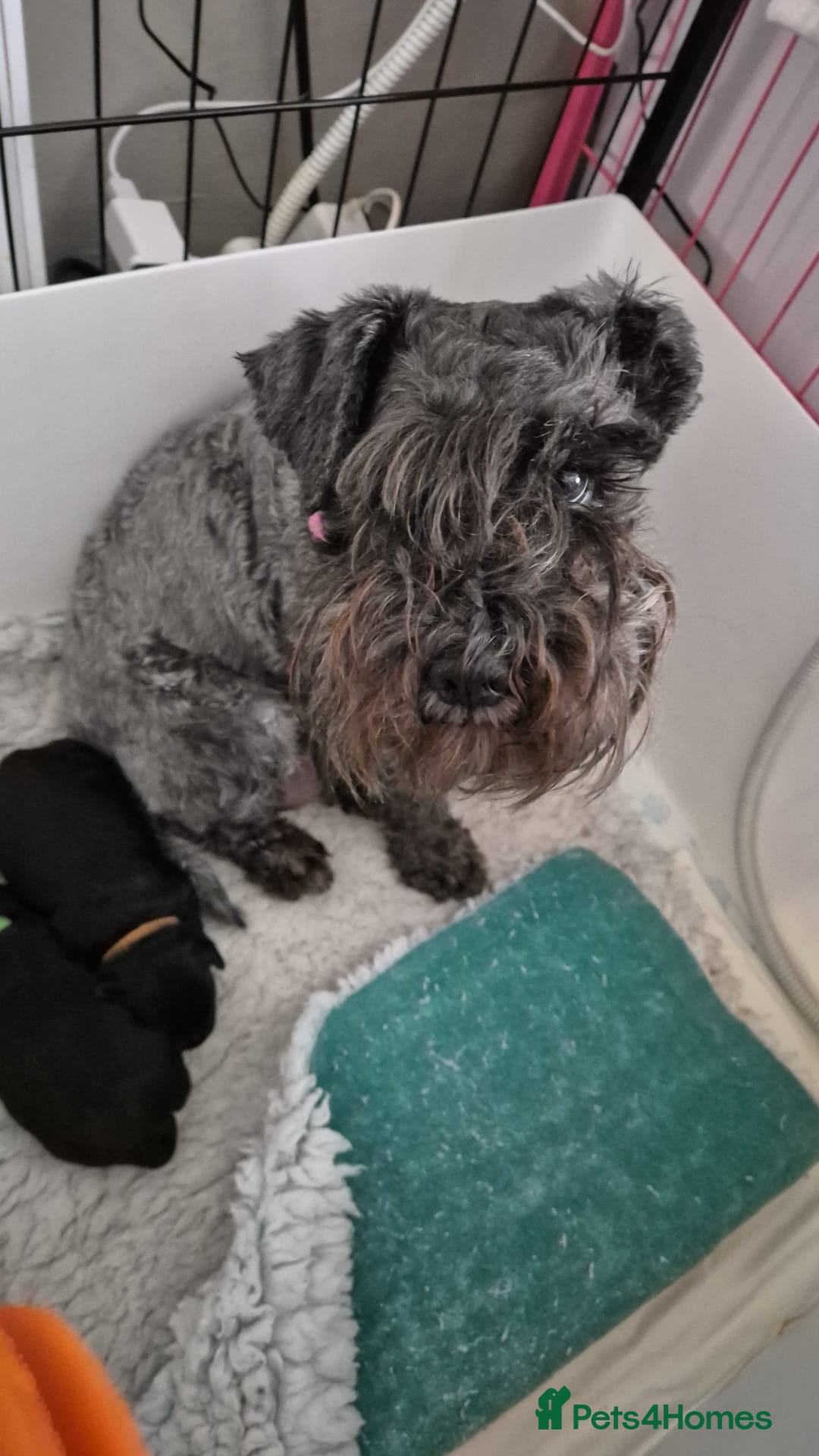 Miniature Schnauzer dogs for sale: 2xBeautiful kc reg mac/eye clr mini schnauzer girl - Image 7