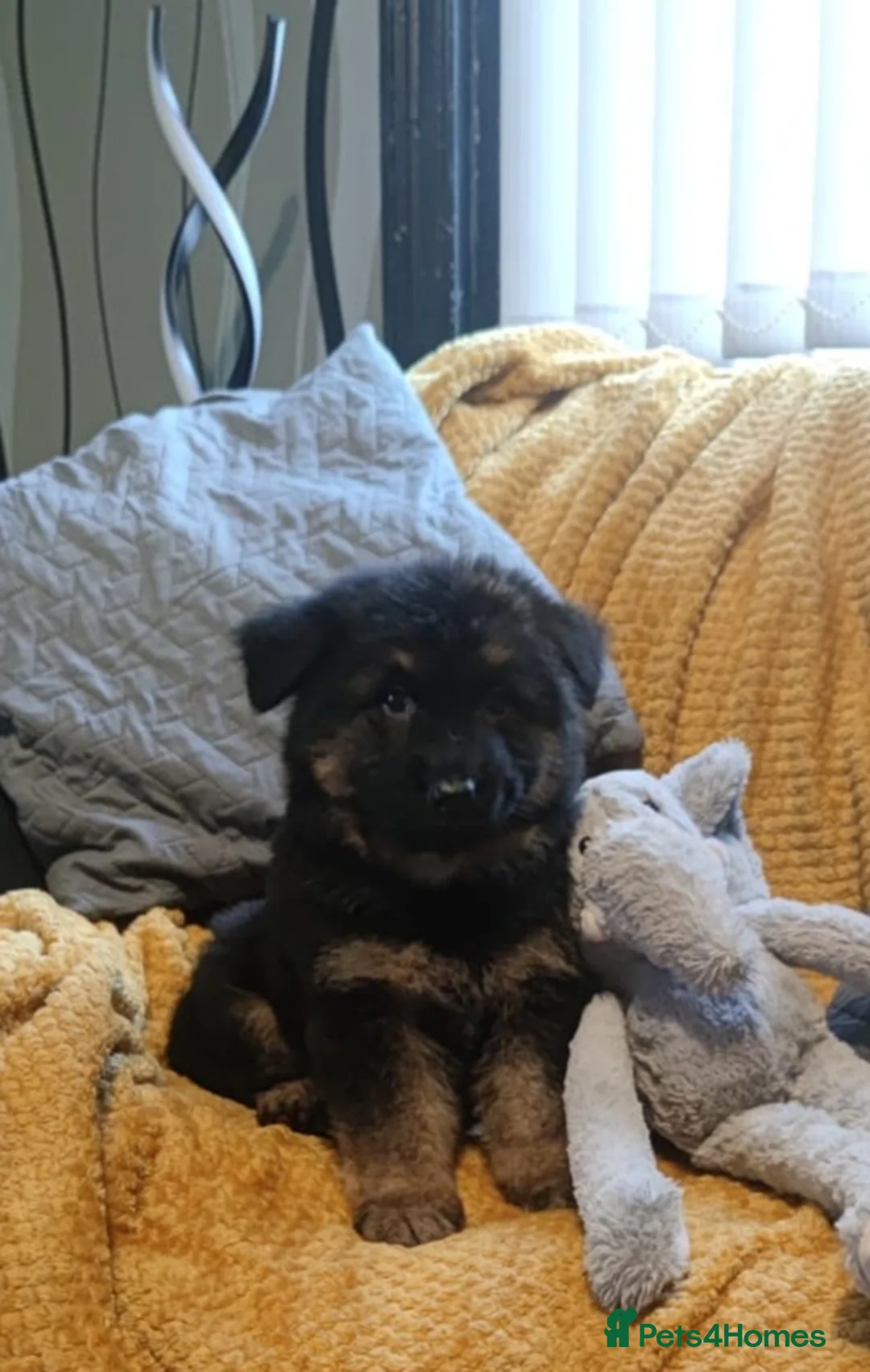 German Shepherd dogs for sale: Kc registered German shepherd puppies - Advert 6