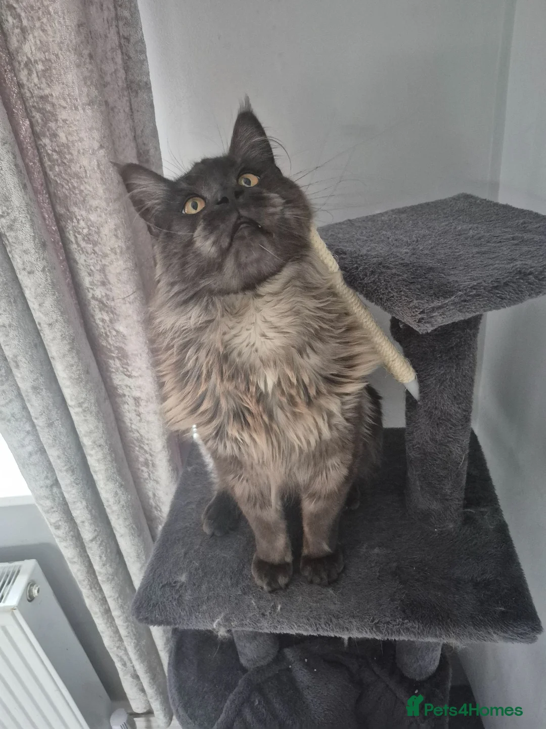 Maine Coon cats for stud: Quality black smoke health tested proven MC stud  - Advert 2