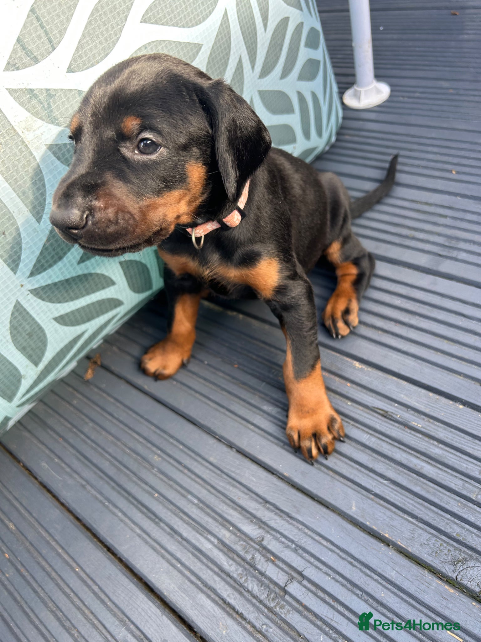 Dobermann dogs Last 2 beautiful girl doberman for sale  - Advert 4