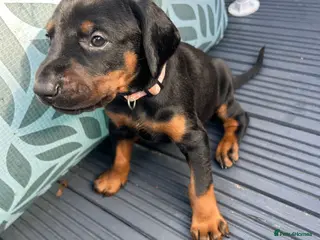 Dobermann dogs Last 2 beautiful girl doberman for sale - Advert 4