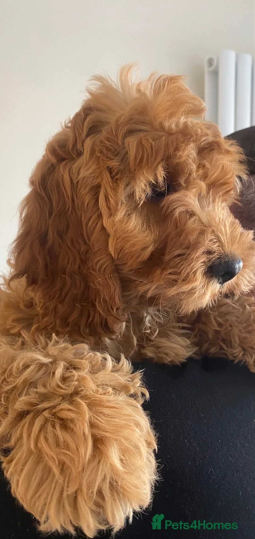 Cockapoo dogs for sale: Cockerpoo puppy  in Slough - Advert 7