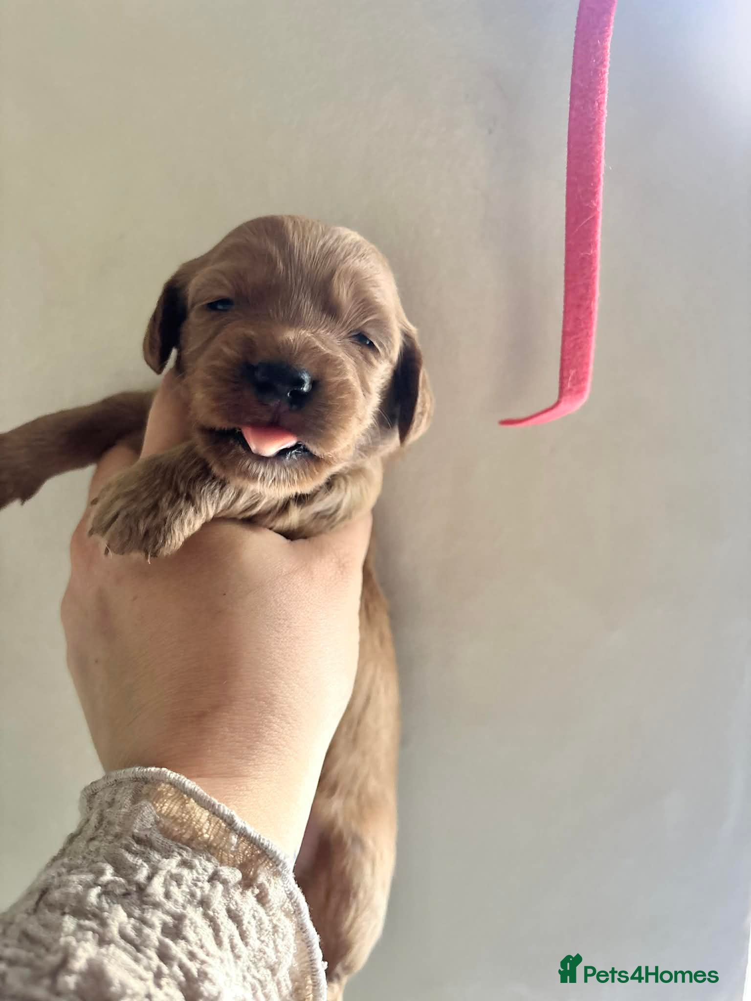 Cockapoo dogs for sale: Cockapoo - Advert 18