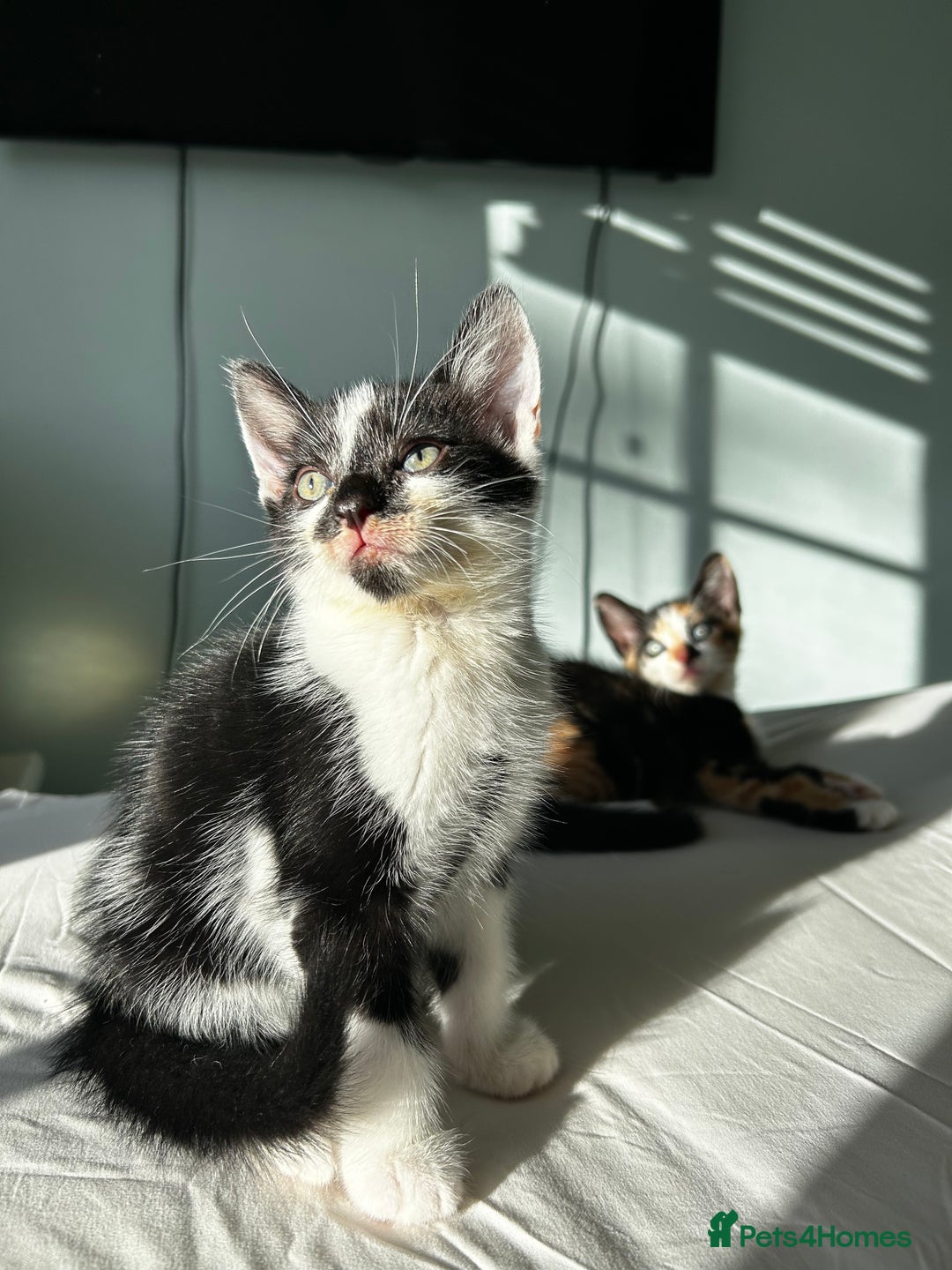 Mixed Breed cats for sale: Stunning mixed kittens  - Image 10