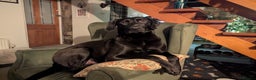 Mixed Breed dogs for adoption: Lando Labrador cross  - Advert 3