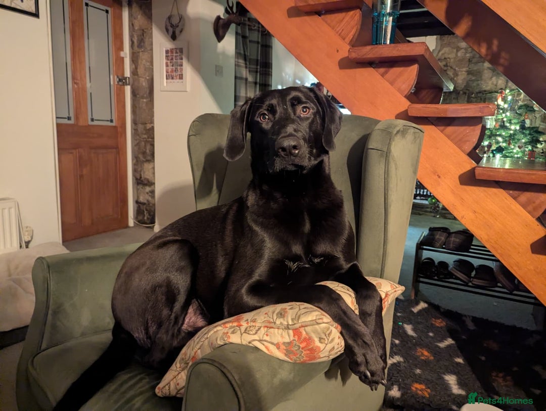 Mixed Breed dogs for adoption: Lando Labrador cross  - Advert 3