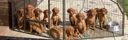 Labrador Retriever dogs for stud: KC Working Dark Fox Red Lab Stud - Advert 7