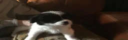 Mixed Breed dogs for sale: Japanese Chin/Jack Russell puppies - Advert 5