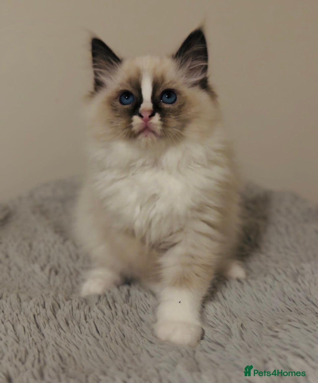 Ragdoll cats for sale: 💙🐾Tica full Pedigree🐾EU Ragdoll 🐱🐾DNA Clear❤️ - Image 12