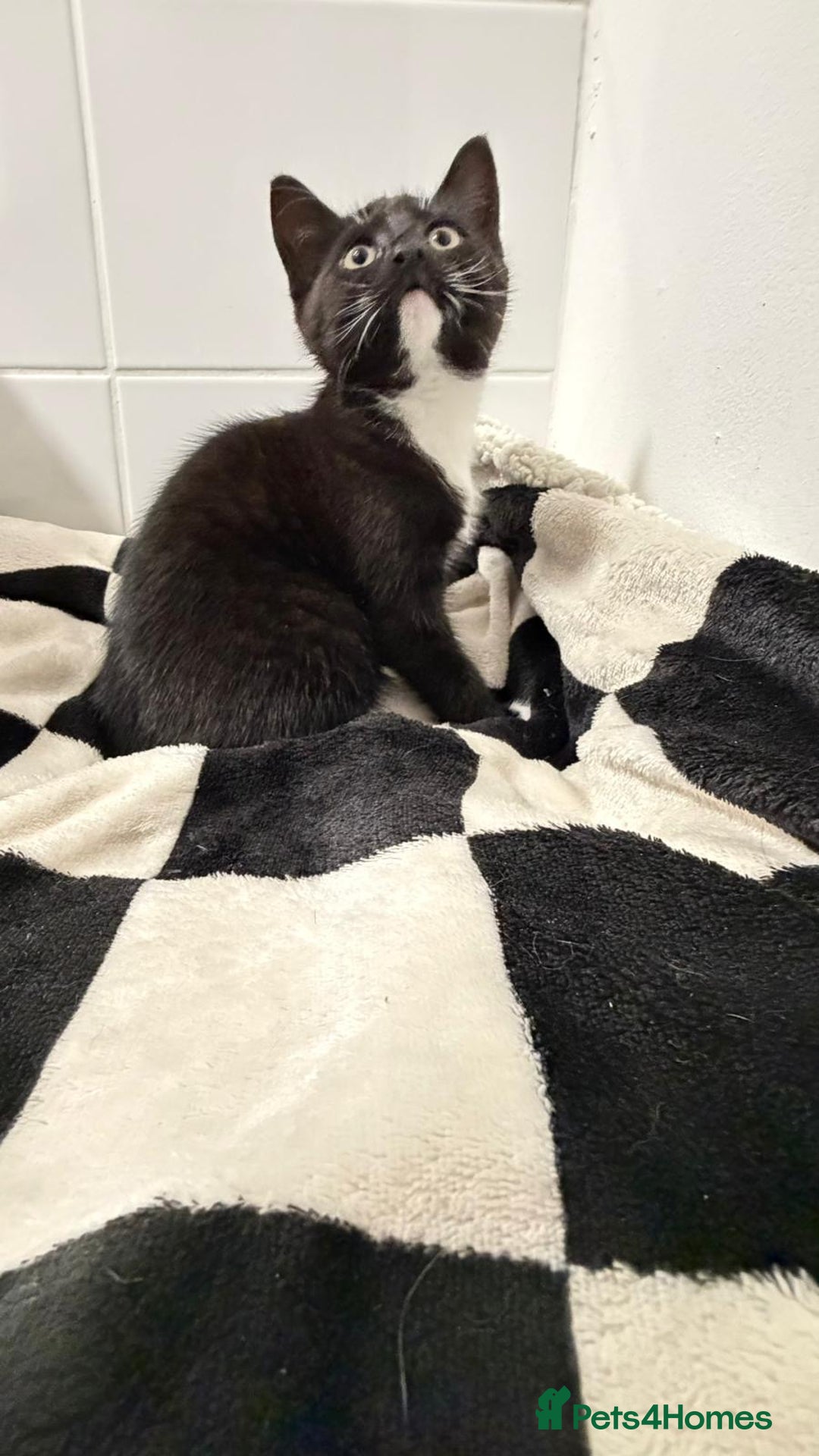 Mixed Breed cats for sale: British shorthaired x kittens  - Advert 3