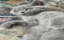 British Shorthair cats for sale: Gorgeous Brittsh Kittens Fully Vaccinated  - Image 6