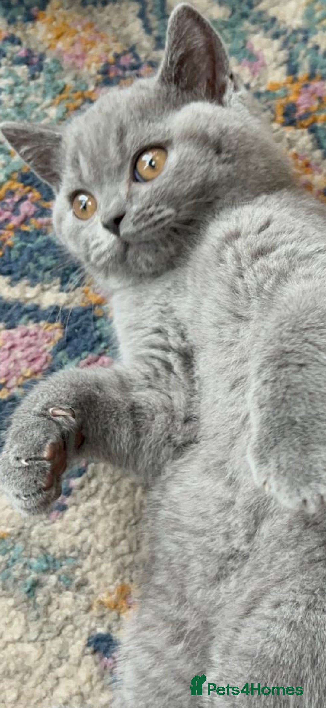 British Shorthair cats for sale: Gorgeous Brittsh Kittens Fully Vaccinated  - Image 6