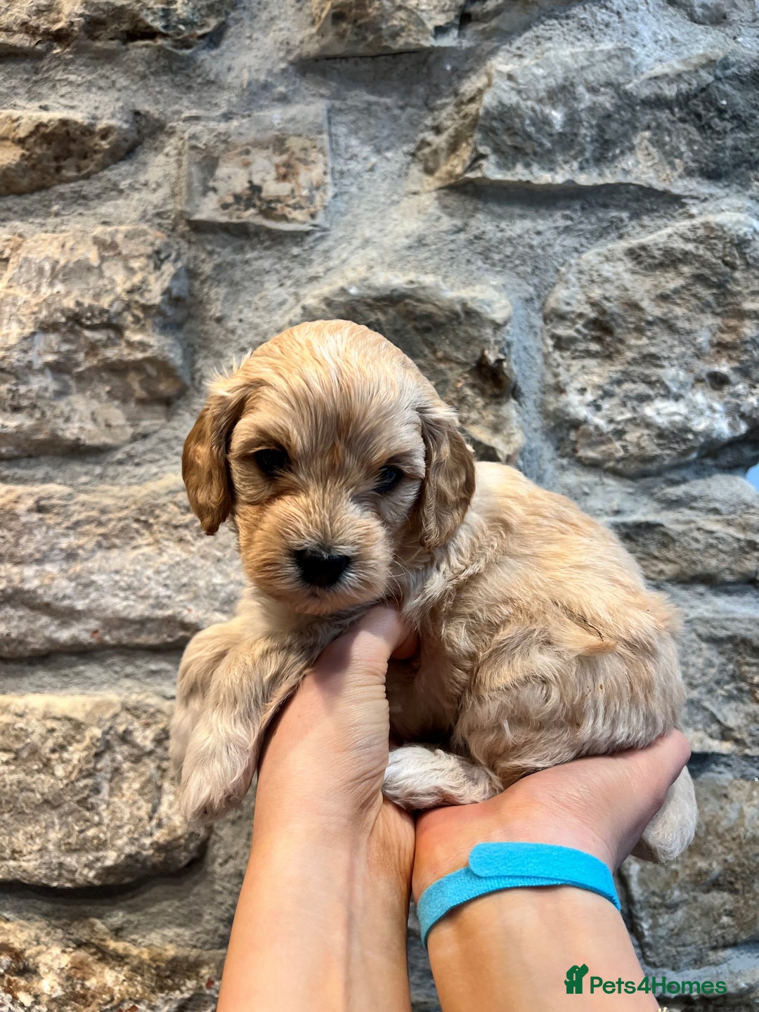 Cavapoochon dogs for sale: All sold now  - Advert 8