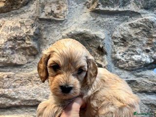 Cavapoochon dogs Cavapoochon puppies for sale - Advert 2