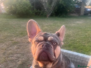 French Bulldog dogs - Advert 5