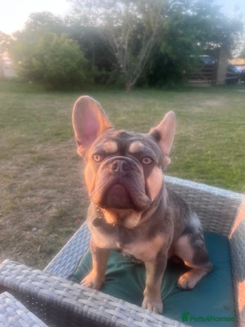 French Bulldog dogs - Advert 5