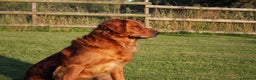 Golden Retriever dogs for stud: FULLY HEALTH TESTED Dark Golden Retriever stud dog in Newark - Advert 4
