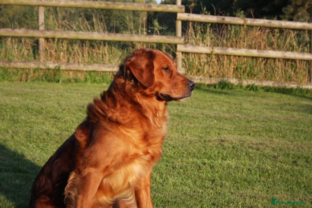 Golden Retriever dogs for stud: FULLY HEALTH TESTED Dark Golden Retriever stud dog in Newark - Advert 4