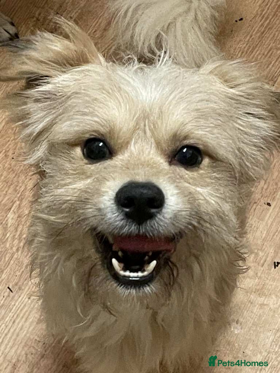 Mixed Breed dogs for sale: Romeo - Image 7