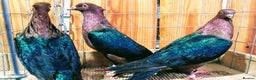 Pigeons birds for sale: RARE GREEN WING ARCHANGEL PIGEONS - Advert 2