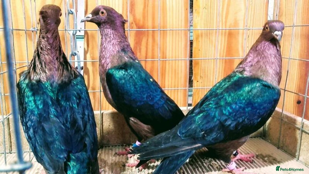 Pigeons birds for sale: RARE GREEN WING ARCHANGEL PIGEONS - Advert 2