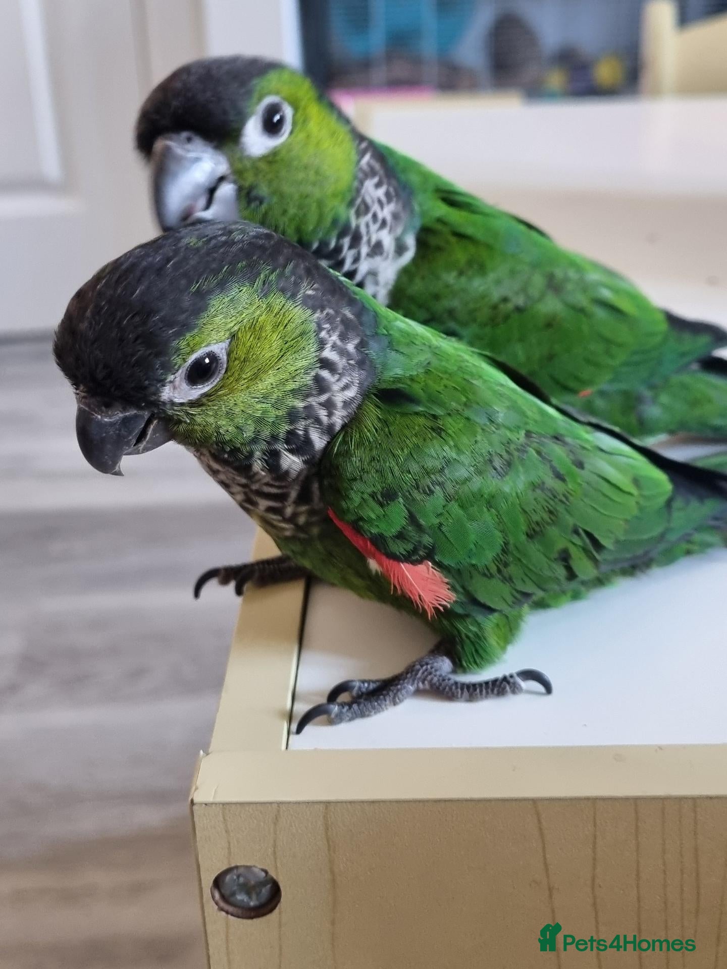 Conures birds Black Capped conure.  - Advert 10