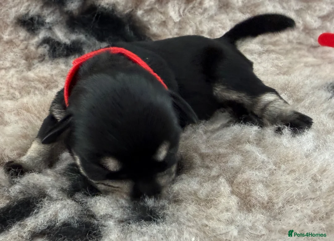 Miniature Schnauzer dogs for sale: Beautiful miniature schnauzers - Advert 15