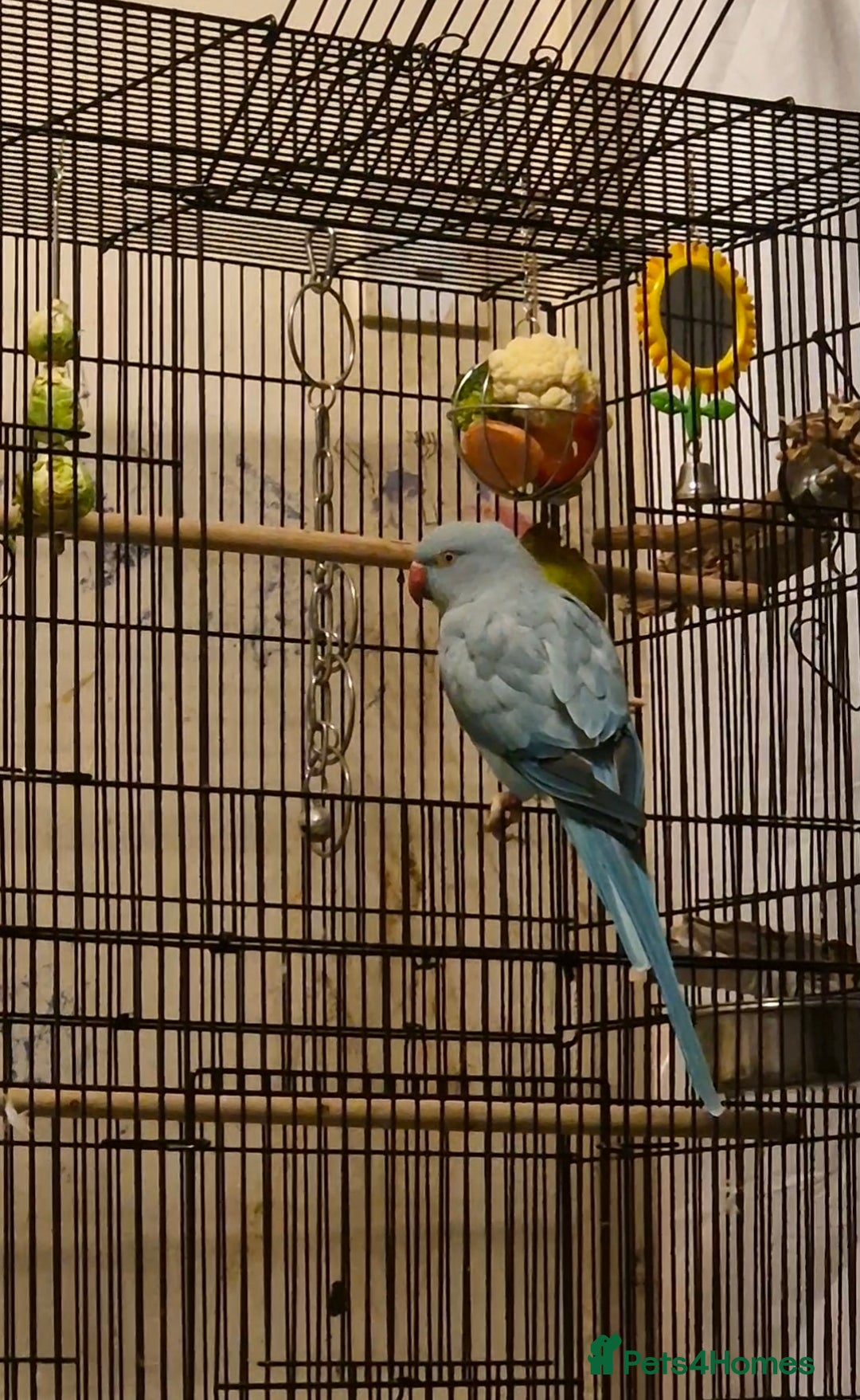 Ringnecks birds for sale: Blue Female Indian Ringneck with cage & much more. - Advert 7