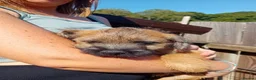 Border Terrier dogs for sale: Pure border terrier puppies  - Advert 11