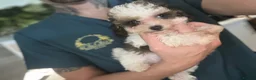 Toy Poodle dogs for sale: LAST BOY 3/4 Toy parti poodle puppy  - Advert 1