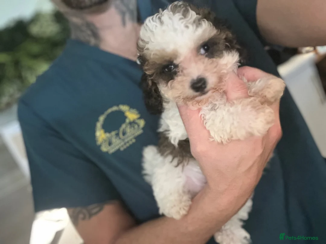 Toy Poodle dogs for sale: LAST BOY 3/4 Toy parti poodle puppy  - Advert 1