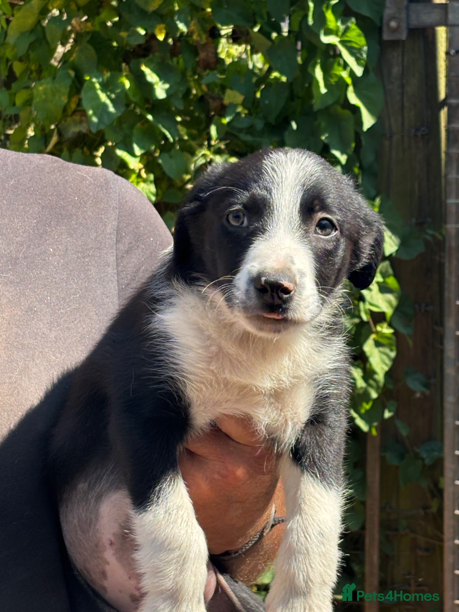 Border Collie dogs Isds reg border collie pups - Advert 18