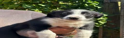Border Collie dogs for sale: Isds reg border collie pups in Llangadog - Advert 1