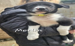 Border Collie dogs for sale:  Any farmers looking for working dogs? - Image 30