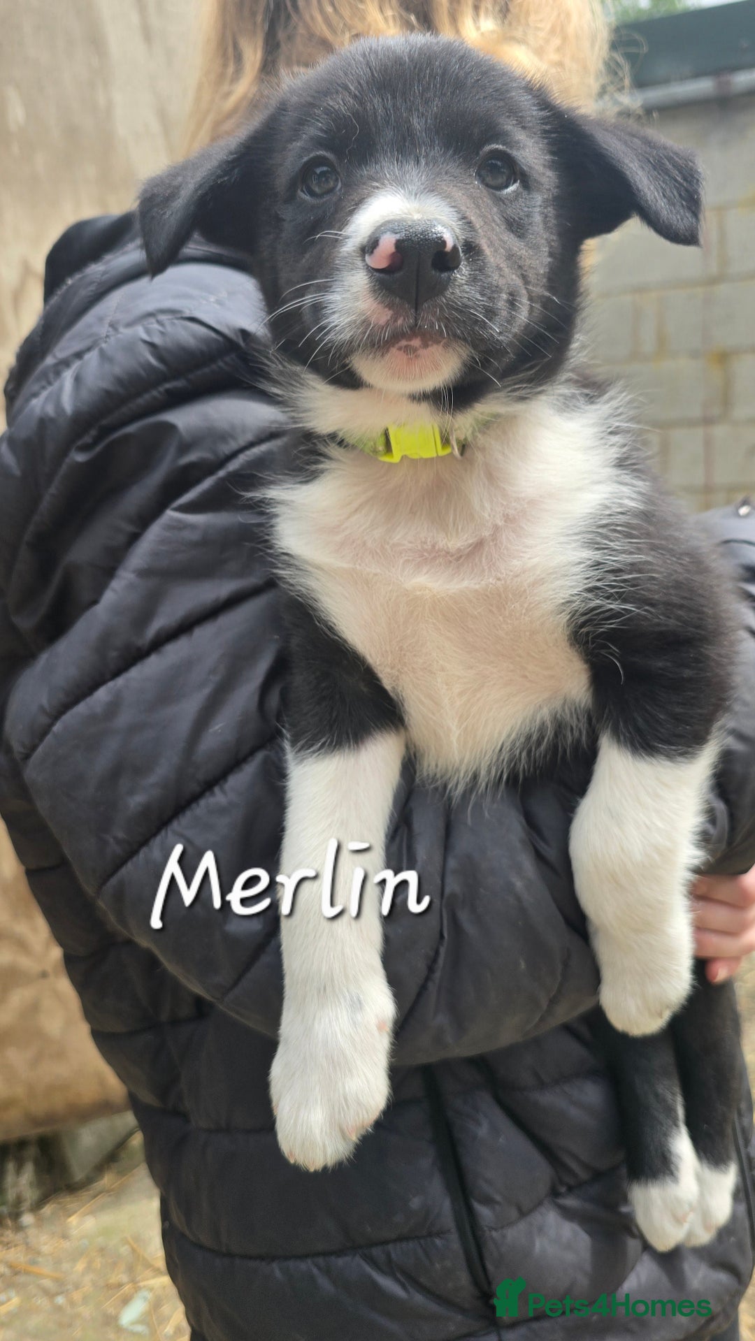 Border Collie dogs for sale:  Any farmers looking for working dogs? - Image 30