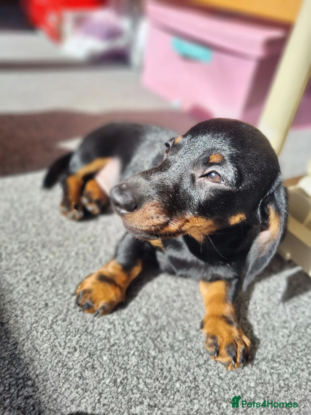 Miniature Dachshund dogs for sale: KC registered black and tan dachshund  - Advert 1