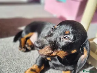Miniature Dachshund dogs KC registered black and tan dachshund - Advert 4