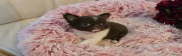 Chihuahua dogs for sale: XX quality chihuahua chocolate longcoat puppies XX - Advert 16