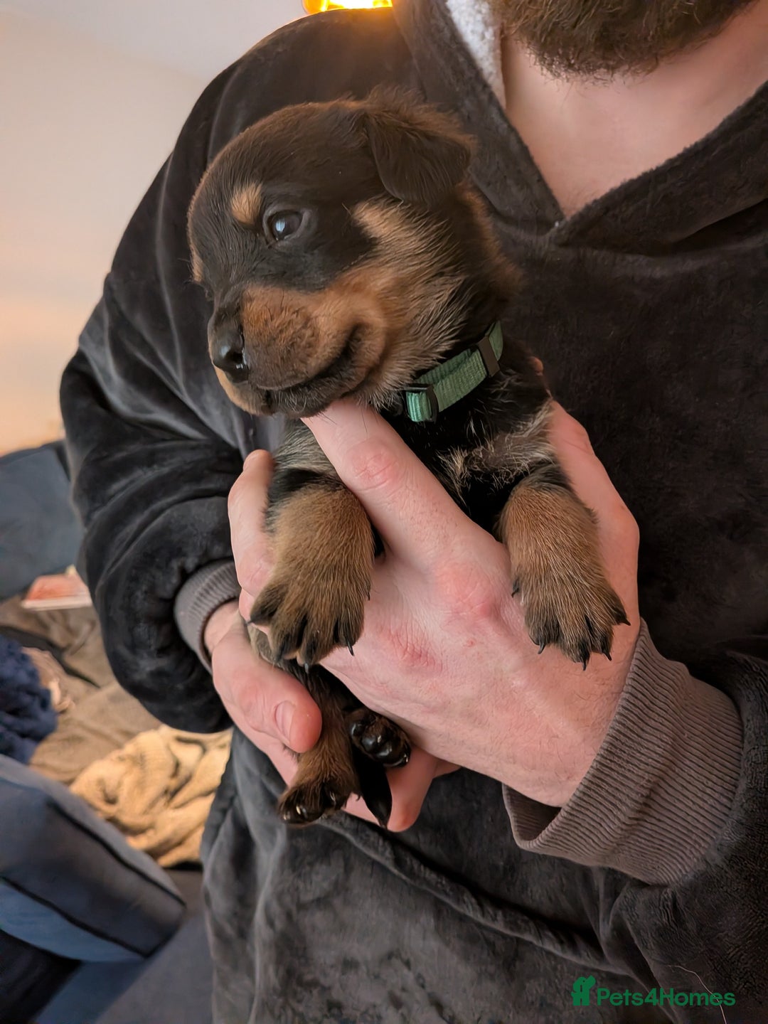 Rottweiler dogs for sale: ⭐ Rottweiler ⭐ - Advert 20