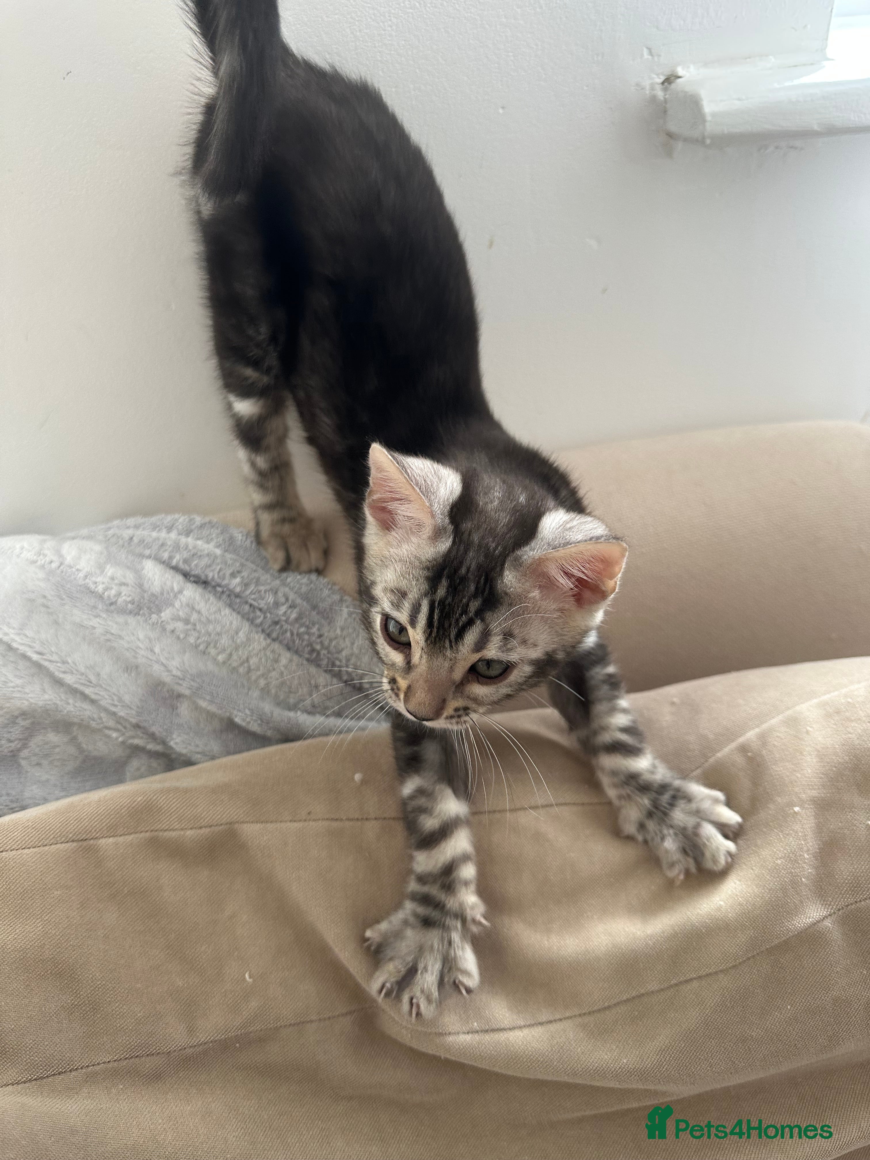 Bengal cats for sale: Bengal kittens for sale in Saffron Walden - Advert 15