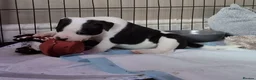 Mixed Breed dogs for sale: Beautiful Staffordshire cross puppies  in Stoke-on-Trent - Advert 14