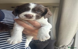 English Springer Spaniel dogs for sale: English springer spaniel pups - Image 3
