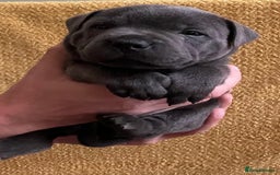 Staffordshire Bull Terrier dogs for sale: Beautiful Blue Champion Staffy Pups - Image 12